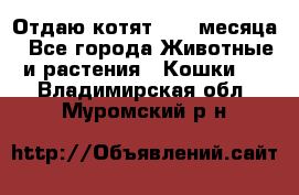 Отдаю котят. 1,5 месяца - Все города Животные и растения » Кошки   . Владимирская обл.,Муромский р-н